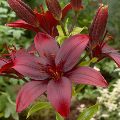 Lily - Asiatic - Black Jack