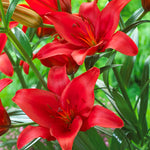 Lily - Asiatic - Prunotto