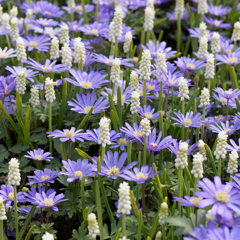 Muscari & Anemone - Grape Hyacinths & Buttercups - Magic Carpet Blend