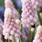 Muscari - Grape Hyacinth - Fragrant - for Collectors