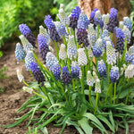 Muscari - Grape Hyacinth - Delft Blue Blend