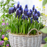 Muscari - Grape Hyacinth - Latifolium - Multicolor