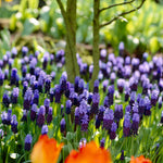 Muscari - Grape Hyacinth - Latifolium - Multicolor