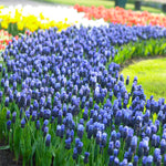 Muscari - Grape Hyacinth - Latifolium - Multicolor