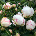 Peony - Festiva Maxima