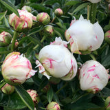 Peony - Festiva Maxima