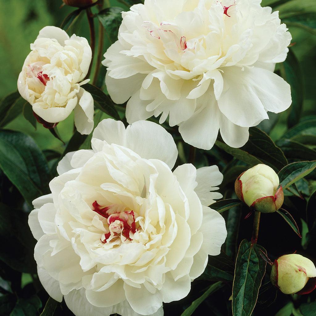 Peony - Festiva Maxima – Plantcetera
