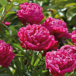 Peony - Karl Rosenfield
