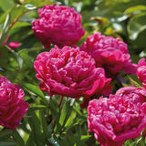 Peony - Karl Rosenfield