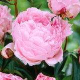 Peony - Sarah Bernhardt