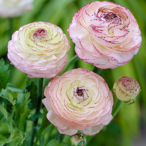 Ranunculus - Buttercups - Cappuccino