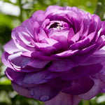 Ranunculus - Buttercups - Double Purple