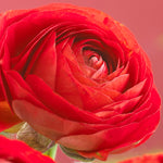 Ranunculus - Buttercups - Double Red