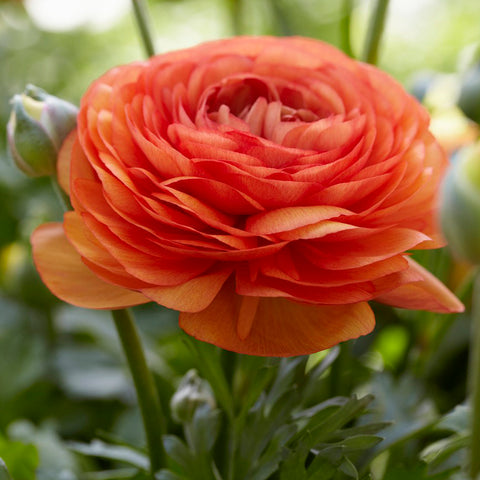 Ranunculus - Buttercups - Double Tangerine