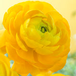 Ranunculus - Buttercups - Sunshine