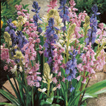 Scilla - Spanish Bluebells - Mixed Colors