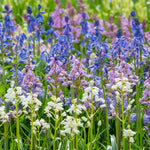 Scilla - Spanish Bluebells - Mixed Colors