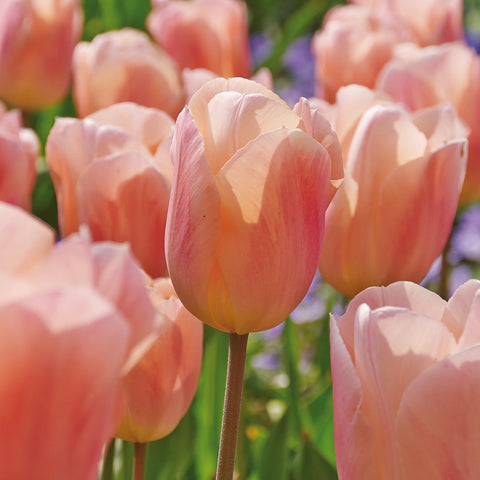 Tulip - Apricot Beauty