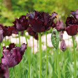 Tulip - Black Parrot