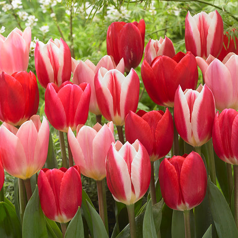 Tulip - Candy Striper Blend