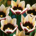 Tulip - Chansonette