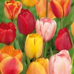 Tulip - Darwin Hybrid Mix - Mammoth Bulbs