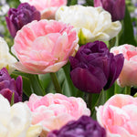 Tulip - Double Peony Blend