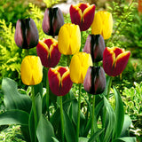 Tulip - Gavota Blend