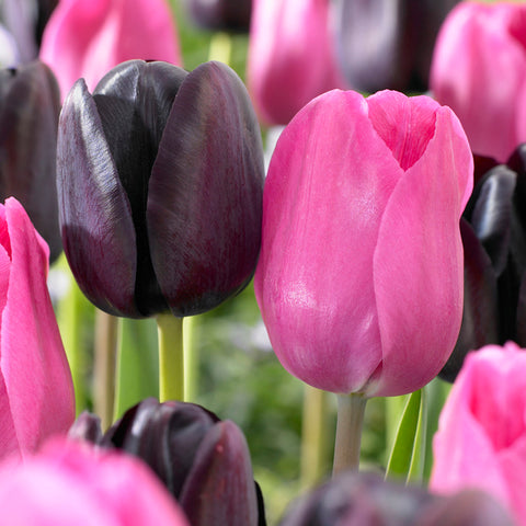 Tulip - Lip Stick Blend