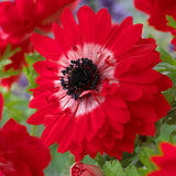 Anemone - Coronaria - Windflowers - St. Brigid Mix