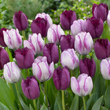 Tulip - Majestic Royal Blend
