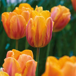 Tulip - Princess Irene