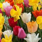 Tulip & Narcissus - Pot Luck Mix