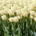 Tulip - Ivory Floradale