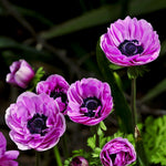 Anemone - Coronaria - Windflowers - St. Brigid Mix