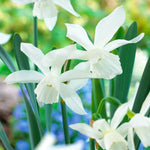 Color Your Garden White - Tulip, Daffodil, Snowdrop - Collection