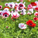 Anemone - Coronaria - Windflowers - Bi-color