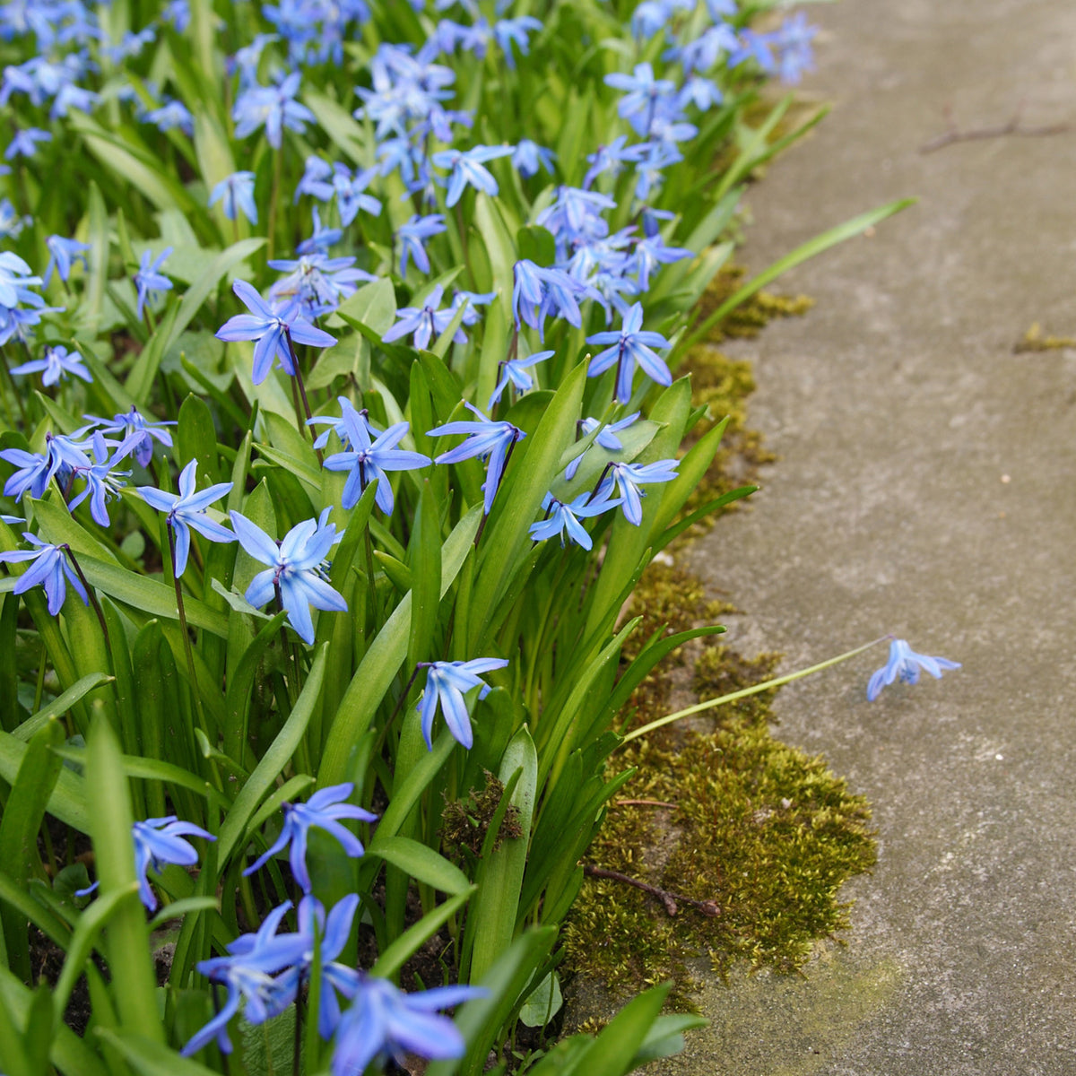 Scilla Wood Hyacinths Hispanica Blue Plantcetera