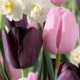 Tulip - Rodeo Blend