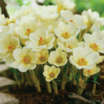 Tulip, Hyacinth & Crocus - Apricot Sunset Blend
