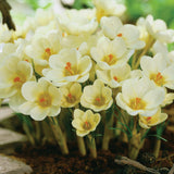 Tulip, Hyacinth & Crocus - Apricot Sunset Blend