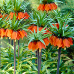 Color Your Garden Orange - Tulip, Fritillaria & Daffodil - Collection