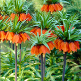 Color Your Garden Orange - Tulip, Fritillaria & Daffodil - Collection
