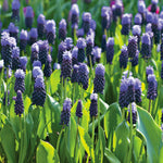 Muscari - Grape Hyacinth - Latifolium - Multicolor
