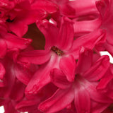 Hyacinth - Red - Kit - with Clear Artisan Glass