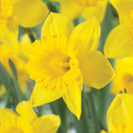 Daffodil - Dutch Master