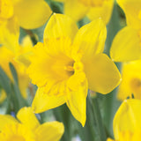 Color Your Garden Yellow - Collection