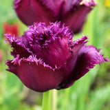 Tulip - Rouge Candy Blend