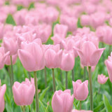 Tulip - Rodeo Blend