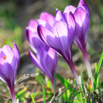 Tulips & Crocus - Karma Cottage Garden Blend